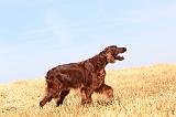 SETTER IRLANDAIS 049